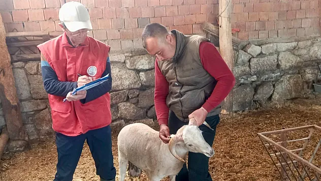 Sultandağı'nda Kuzular Kontrolden Geçti