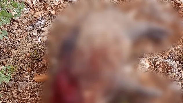 Tarlaları Tahrip Eden Yaban Domuzları Avcıların Hedefinde