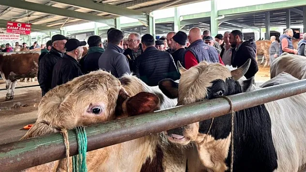 Tavşanlı Hayvan Pazarında Kurbanlık Hareketliliği