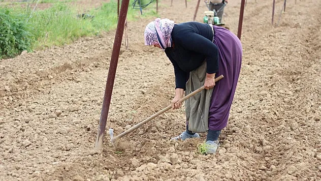 Tescilli Pazaryeri boncuk fasulyesi tohumları toprakla buluşmaya başladı
