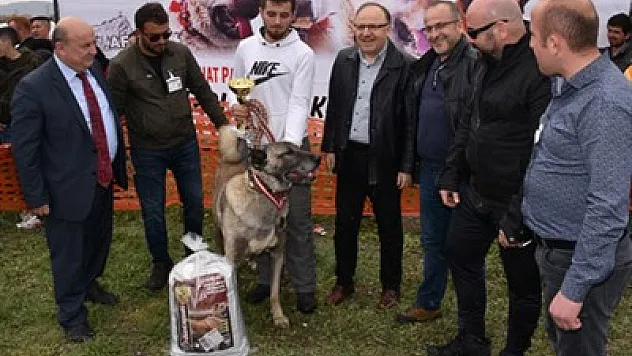 Türk Çoban Köpekleri Festivali'ne Afyonkarahisar ev sahipliği yaptı