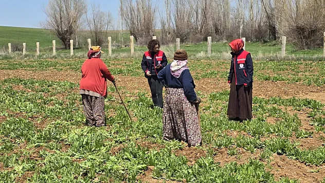 Türkiye'nin Haşhaş Merkezi Afyon'da Çapalamalar Sürüyor