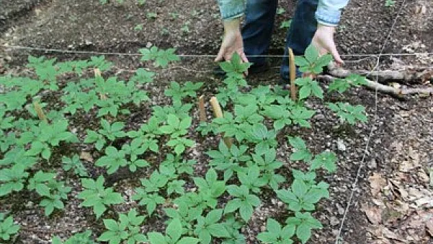 Türkiye’de Ginseng yetiştirilecek – Kocatepe Gazetesi