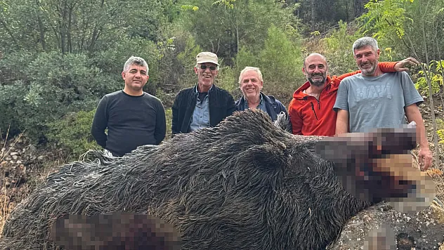 Üreticilerin Kabusu 350 Kiloluk Dev Domuz Avlandı!