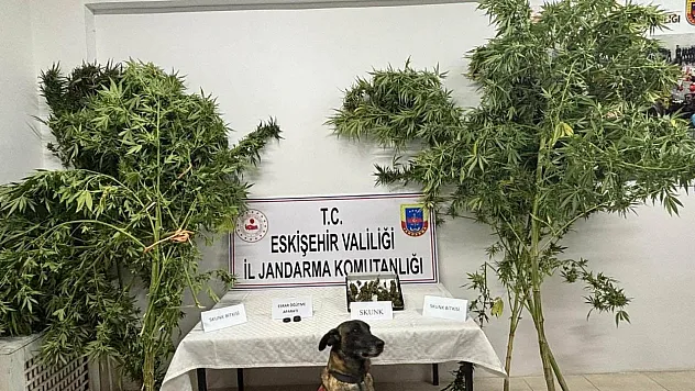 Uyuşturucu Bitkisi Eken Şahıs Jandarma Tarafından Yakalandı