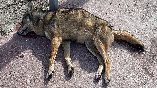 Vahşi Yaşamdaki Hayvanlar Zor Durumda