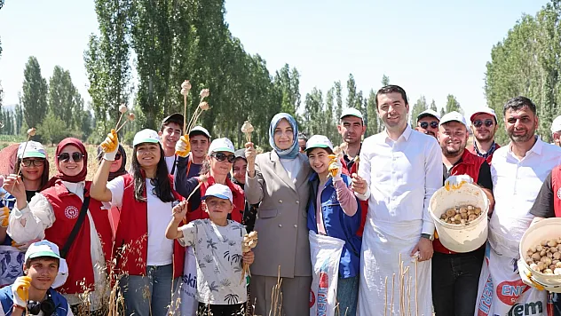 Vali Yiğitbaşı, Gençlerle Haşhaş Hasadına Katıldı