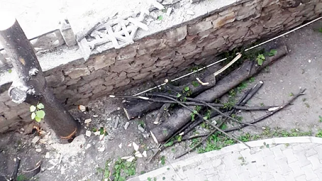 Vatandaş Diyor Ki!: Gitti güzelim ıhlamur ağacı