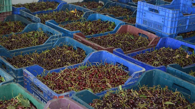 Vişne diyarı Afyonkarahisar’da  50 bin tonluk rekolte bekleniyor