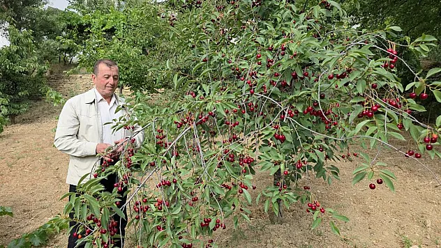 Vişne Üreticisi Taban Fiyat İstiyor