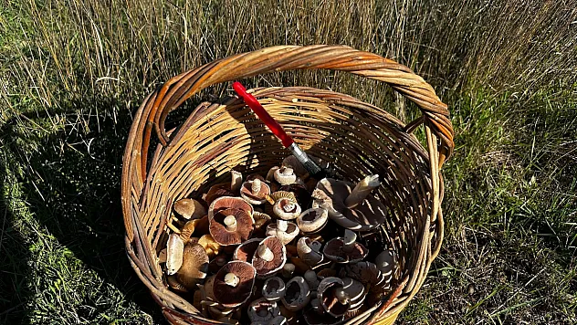 Yağışlar Sonrası Ormanlarda Mantar Patlaması Yaşandı