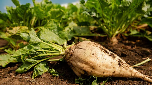 Yeni Sezonda Şeker Pancarı Kaça Alınacak?