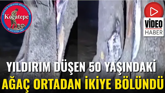 Yıldırım Düşen 50 Yaşındaki Ağaç Ortadan İkiye Bölündü
