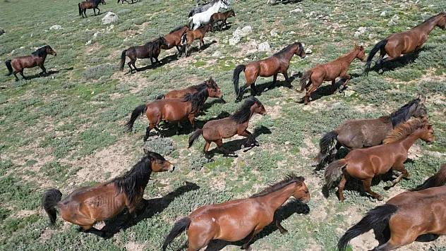 Yılkı Atları Doğal Yaşam Ortamlarında Havadan Görüntülendi