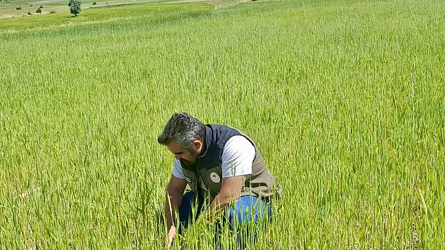 Süne Kontrolleri Aralıksız Sürüyor