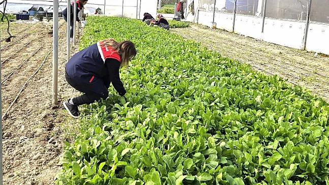 Tere Ve Roka Üretilen Seralardan Denetim