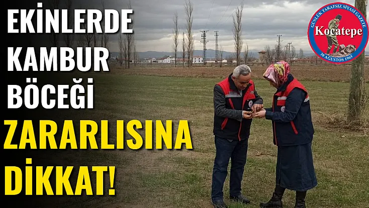 Ekinlerde Kambur Böceği Zararlısına Dikkat!