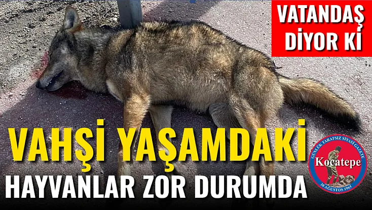 Vahşi Yaşamdaki Hayvanlar Zor Durumda