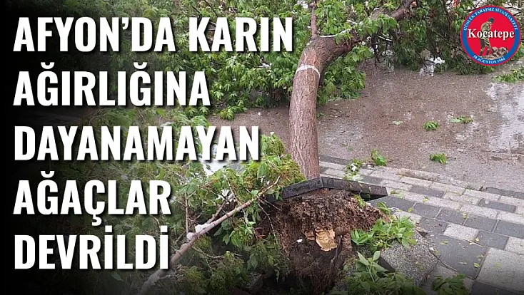 Afyon’da Karın Ağırlığına Dayanamayan Ağaçlar Devrildi