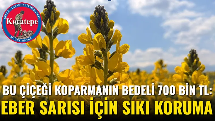 Bu Çiçeği Koparmanın Bedeli 700 Bin TL: Eber Sarısı İçin Sıkı Koruma