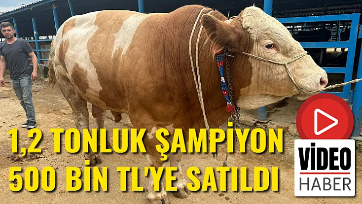 1,2 Tonluk Şampiyon 500 Bin Liraya Satıldı