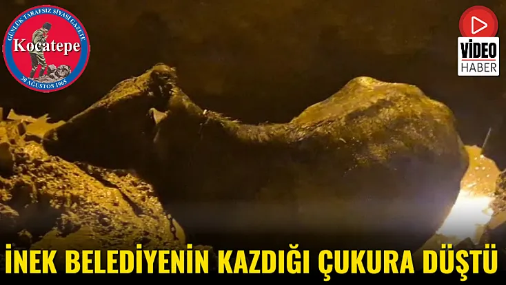 İnek Belediyenin Kazdığı Çukura Düştü