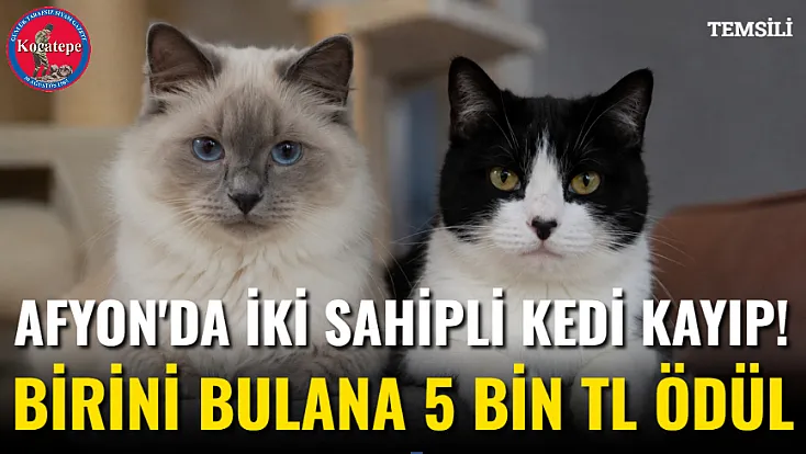 Afyon'da İki Sahipli Kedi Kayıp! Birini Bulana 5 Bin TL Ödül