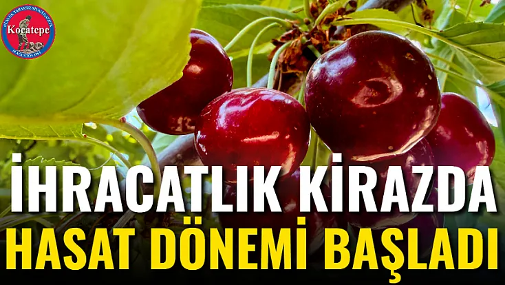 İhracatlık Kirazda Hasat Dönemi Başladı