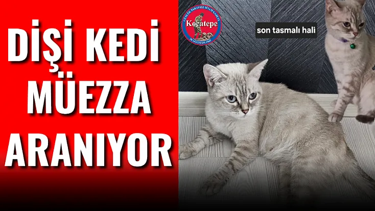 Dişi Kedi Müezza Aranıyor