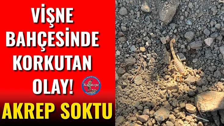 Afyon'da Vişne Hasadında Korkutan Anlar!