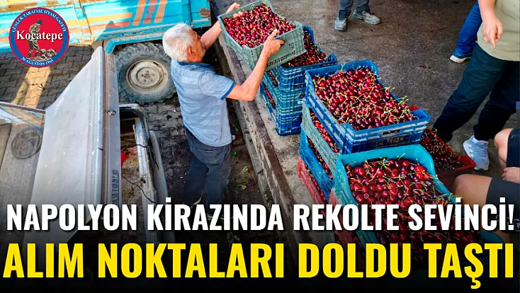 Napolyon Kirazında Rekolte Sevinci! Alım Noktaları Doldu Taştı
