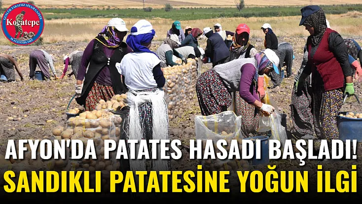 Afyon'da Patates Hasadı Başladı! Sandıklı Patatesine Yoğun İlgi