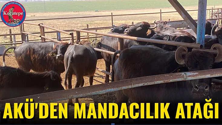 AKÜ’den mandacılık atağı