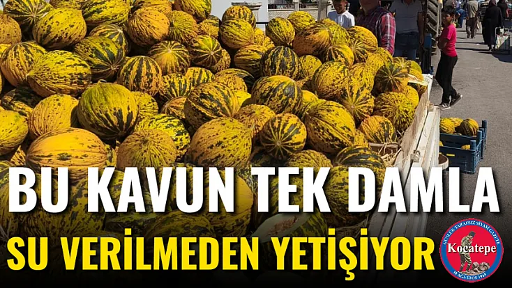 Bu Kavun Tek Damla Su Verilmeden Yetişiyor