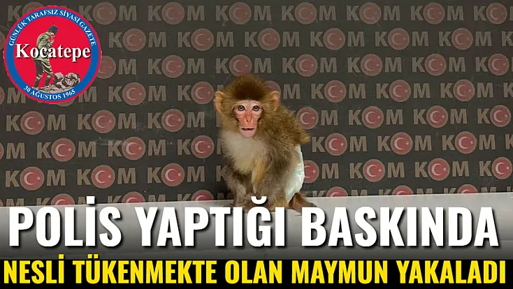 Polis Yaptığı Baskında Nesli Tükenmekte Olan Maymun Yakaladı