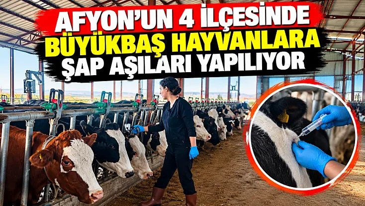 Afyon’un 4 İlçesinde Büyükbaş Hayvanlara Şap Aşıları Yapılıyor