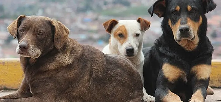 81 İlde Sokak Köpekleri İçin Kritik Denetim! Belediyeler Mercek Altında