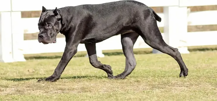 Cane Corso Nasıl Bir Irktır?