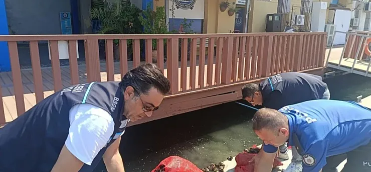 İzmir'de 560 Kilo Kara Midye Ele Geçirildi