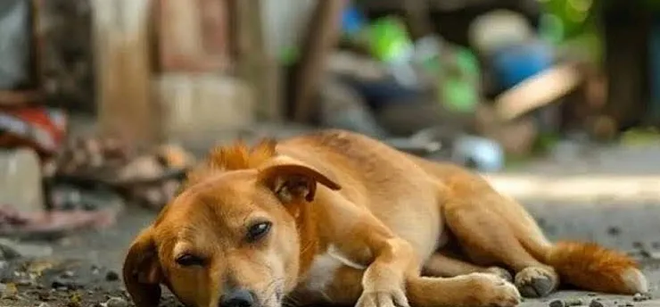 Sokak Köpekleri İçin Kimi Aramalıyız?