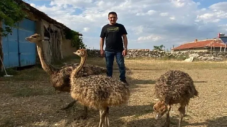 1 haftadır kayıp olan deve kuşunu yakalayamayınca vurdurup etini dağıttı