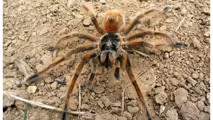 Dünyanın En Büyük Örümceği