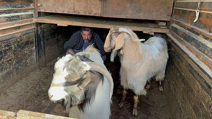 Geçimini Hayvancılık Yaparak Sağlayan Adamın Çalınan Keçilerini Jandarma Buldu