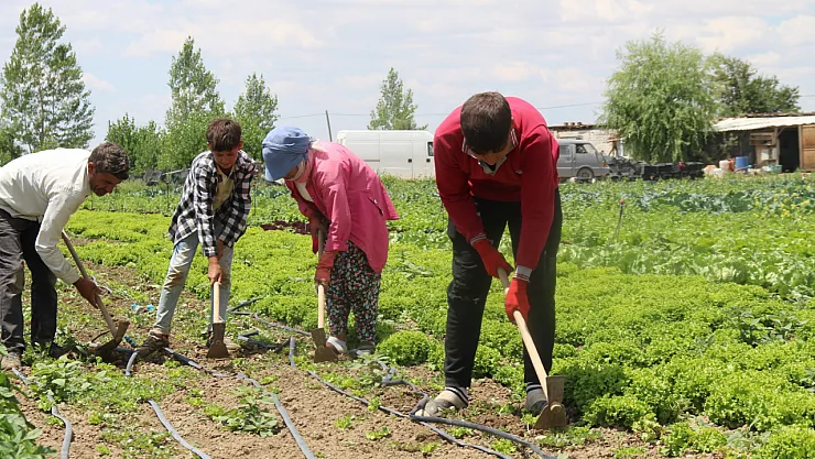 40 Dereceyi Bulan Sıcaklarda Mevsimlik İşçilerin Mücadelesi