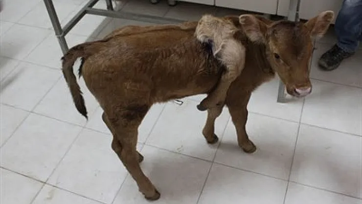 5 bacaklı buzağıya, AKÜ’de müdahale