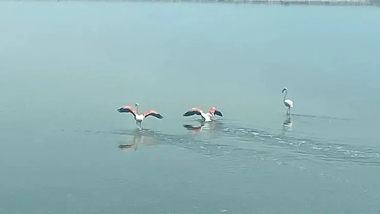 Acı Gölü'nün En Tatlı Misafirleri