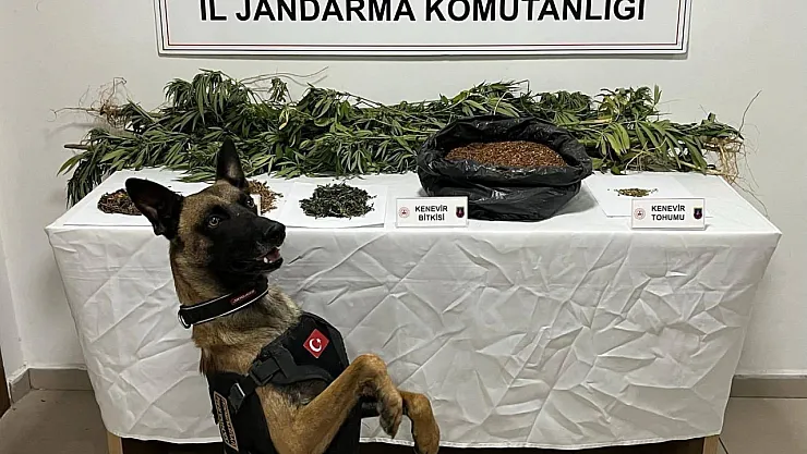 Afyon'da Jandarmadan Zehir Tacirlerine Büyük Darbe!