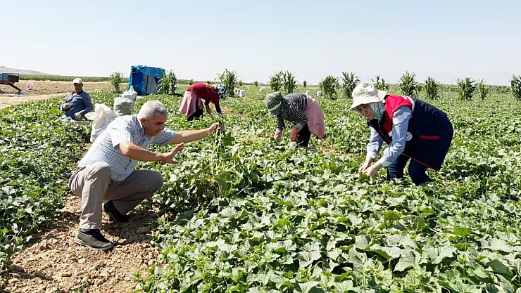 Afyon'da Kornişon Salatalık Hasadı Sürüyor