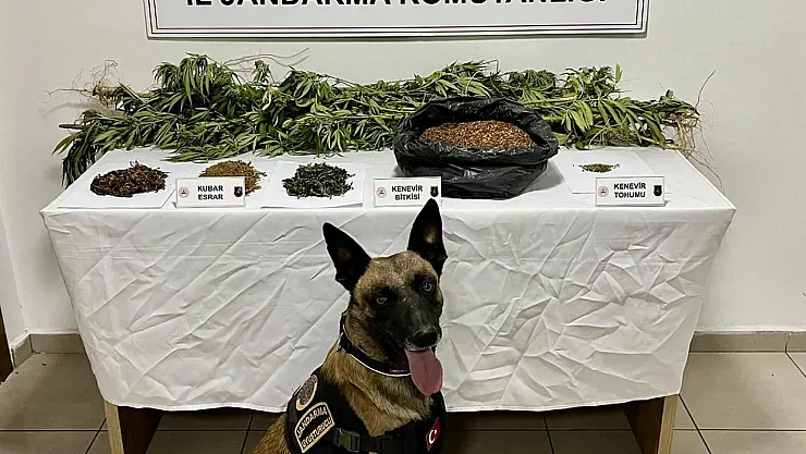 Afyon'da Ormanlık Alanda Yasadışı Ekim!