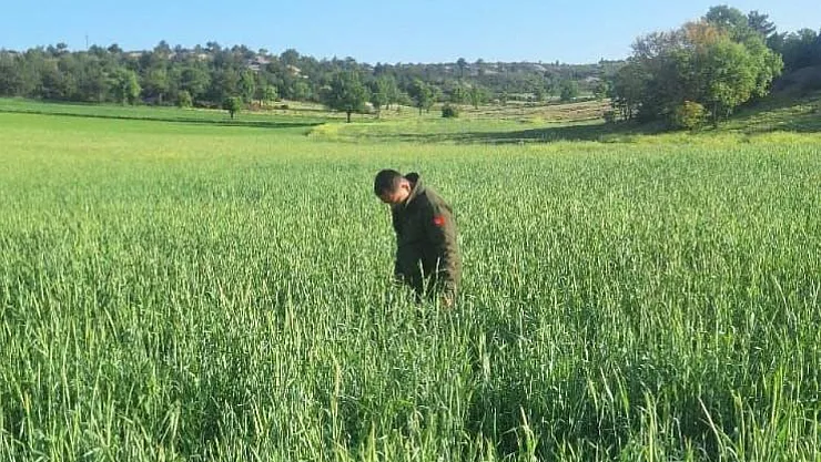 Afyon'da Süne Zararlısına Karşı Mücadele Başlatıldı